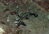 High-hat (Pareques acuminatus)